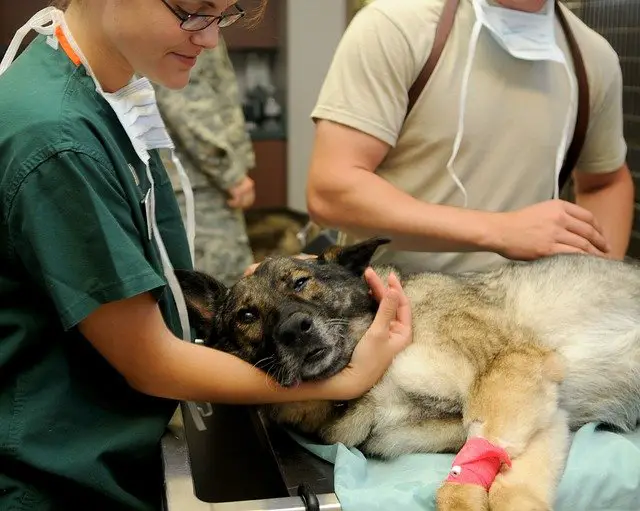 What are the benefits of being a veterinarian